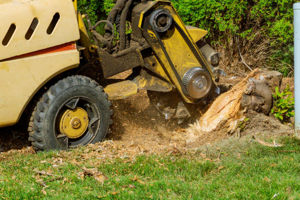 Best Hazardous Tree Removal  in New Market, TN